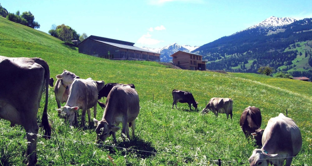 Die Kühe geniessen die Wiesen unterhalb vom Biohof