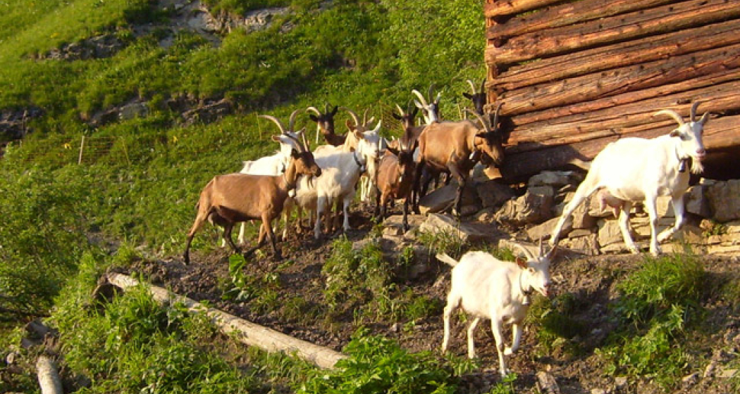 Gürgetschhof (oua_23840721_image) Gürgetschhof (oua_23840721_image)