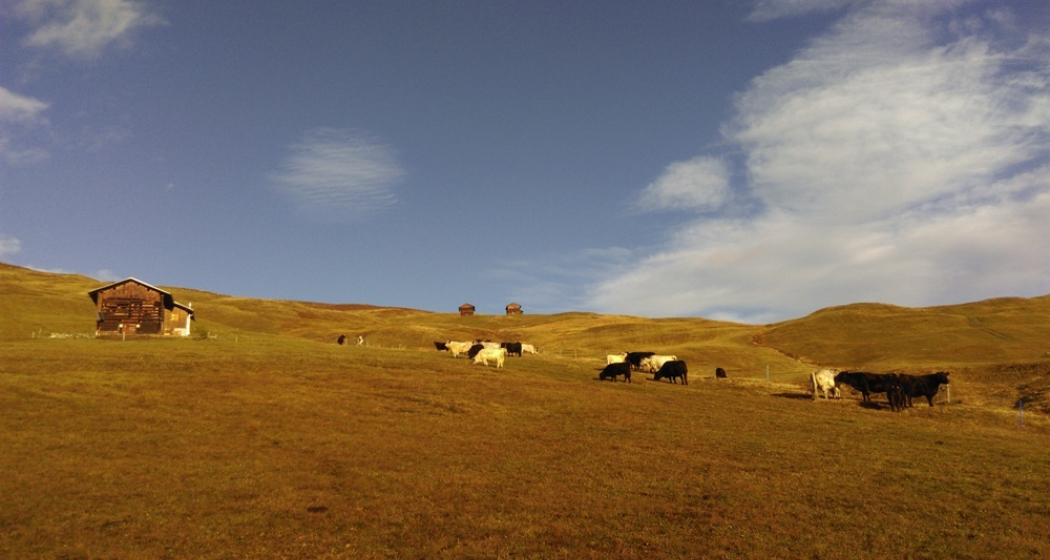 Casaulta's Galloway, Lumbrein (oua_36696626_image)