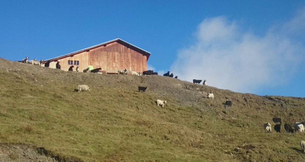 Casaulta's Galloway, Lumbrein (oua_36696627_image)