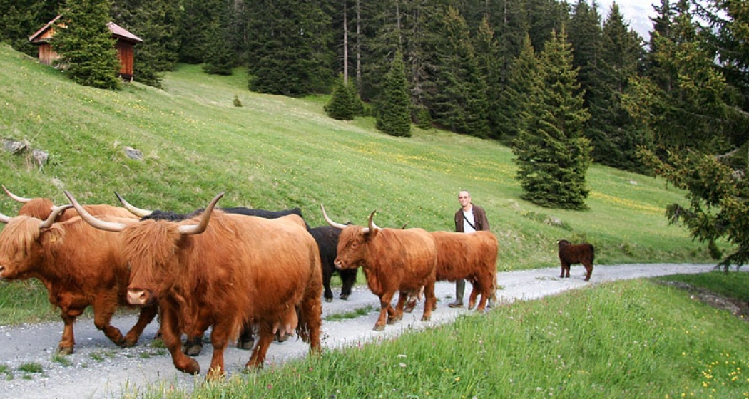 Bio Schorta Bio Schorta