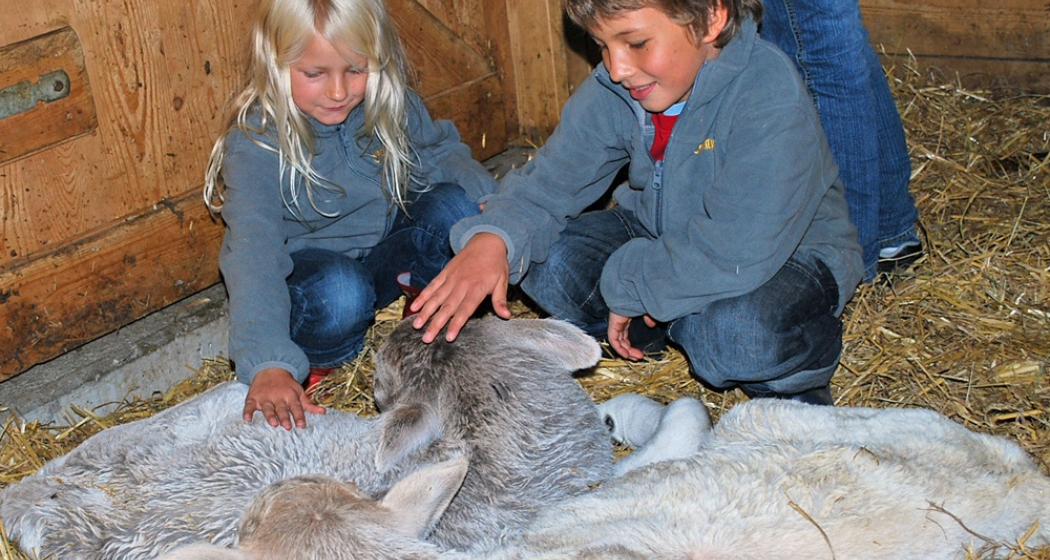 Kinder mit Kälbchen