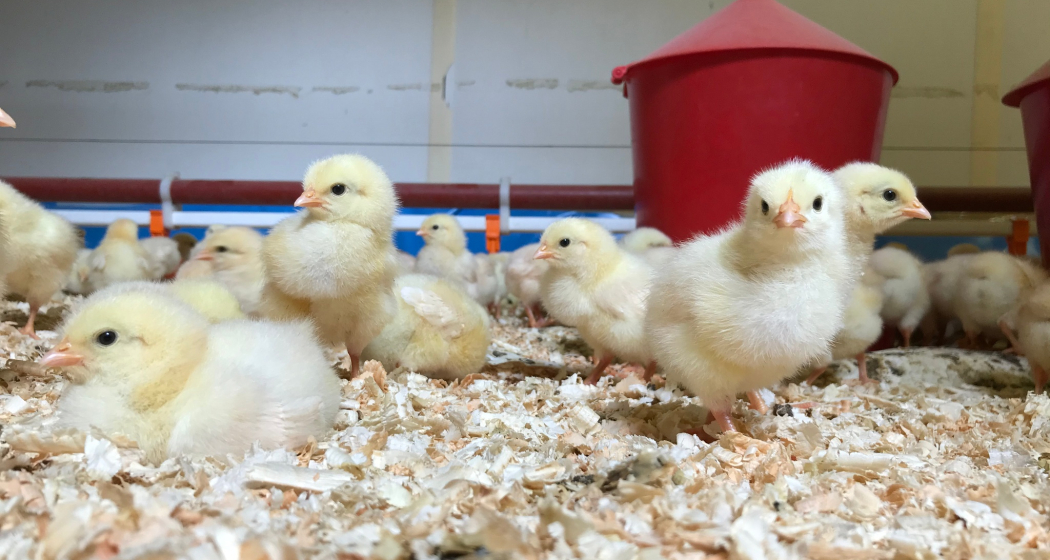 Adanks kleine Farm (oua_604421753_image)