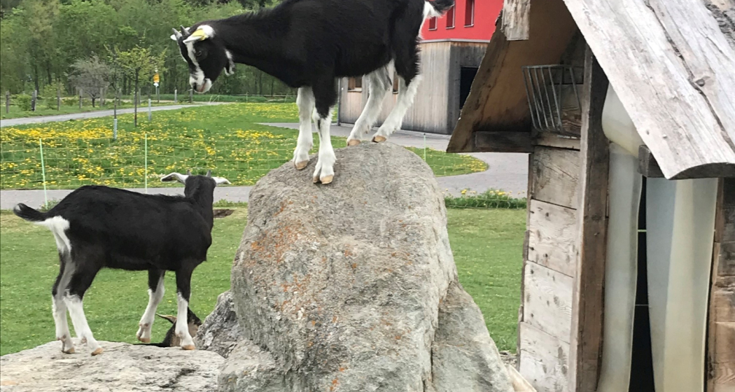 Hofladen Pauraria Puntetta (oua_64281296_image) Hofladen Pauraria Puntetta (oua_64281296_image)