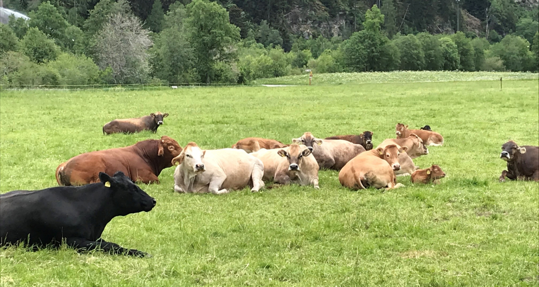 Müstair - Spizkehrentrail - Müstair (oua_64281297_image) Müstair - Spizkehrentrail - Müstair (oua_64281297_image)