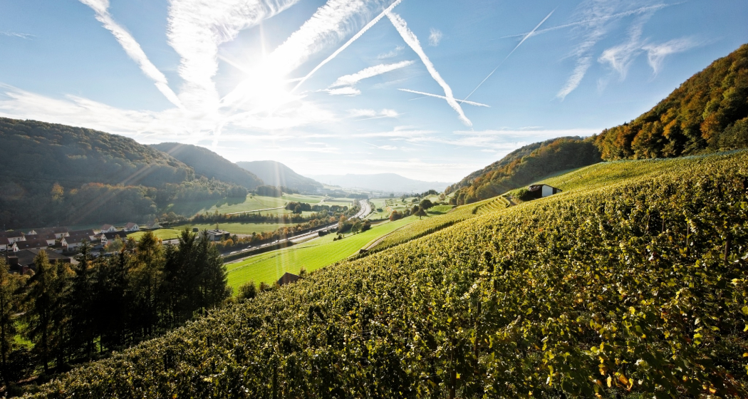 Hornussen: Weingut Fürst (oua_85322965_image) Hornussen: Weingut Fürst (oua_85322965_image)