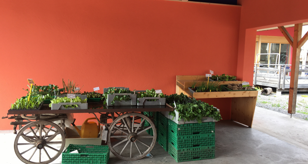 Bepflanzter Holz-Wagen mit frischen Gemüsesetzlingen im überdachten Außenbereich des Birkahoflädile – Direktverkauf in Liechtenstein.