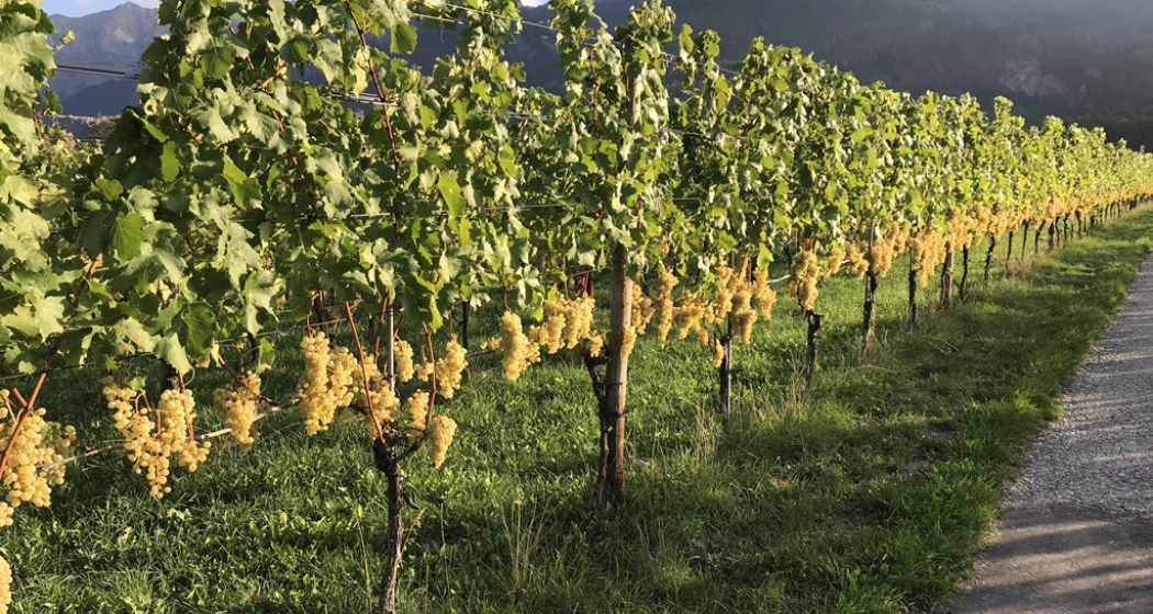 Luzi Boner Bio-Weinbau und Brennerei (ctd_8b40c0df-6ed0-498c-9202-e90530816ef2_image) Luzi Boner Bio-Weinbau und Brennerei (ctd_8b40c0df-6ed0-498c-9202-e90530816ef2_image)