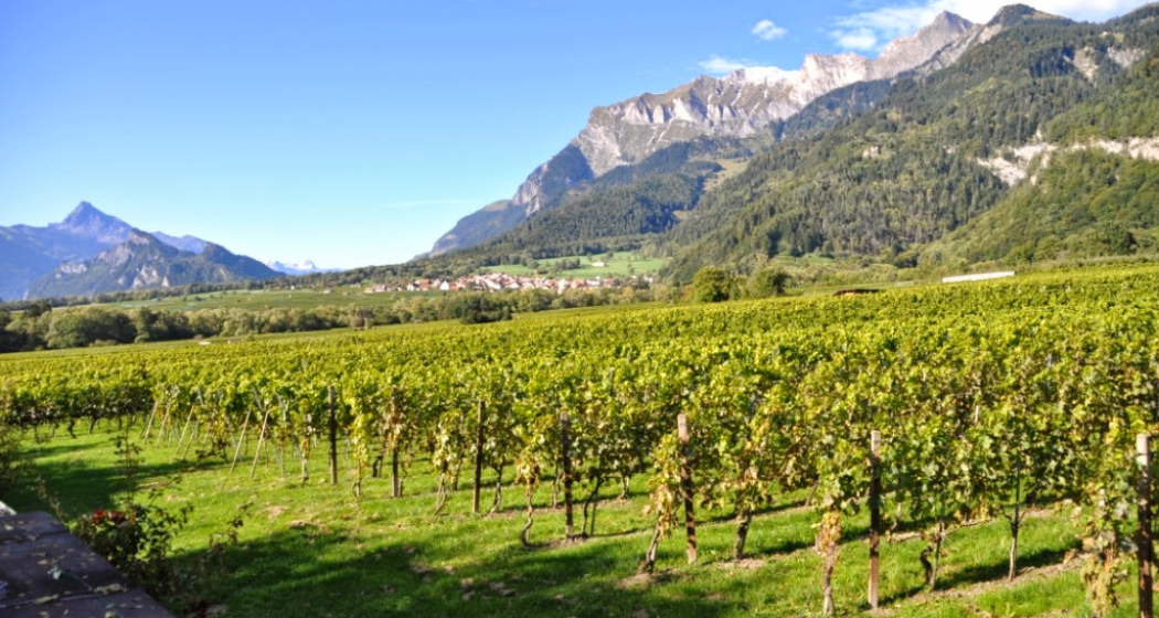 Weingut Anjan Boner (ctd_9d155251-1f26-4400-801a-8b7eb6d0907a_image)