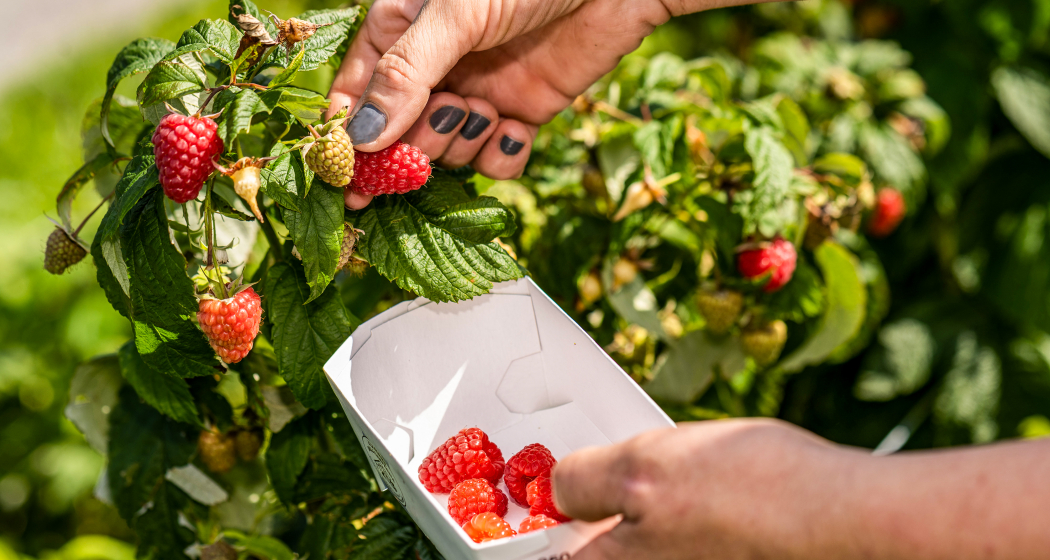 Frisch gepflückte Erdbeeren direkt vom Strauch am Neufeldhof – saisonale Früchte zum Selbstpflücken in Liechtenstein.