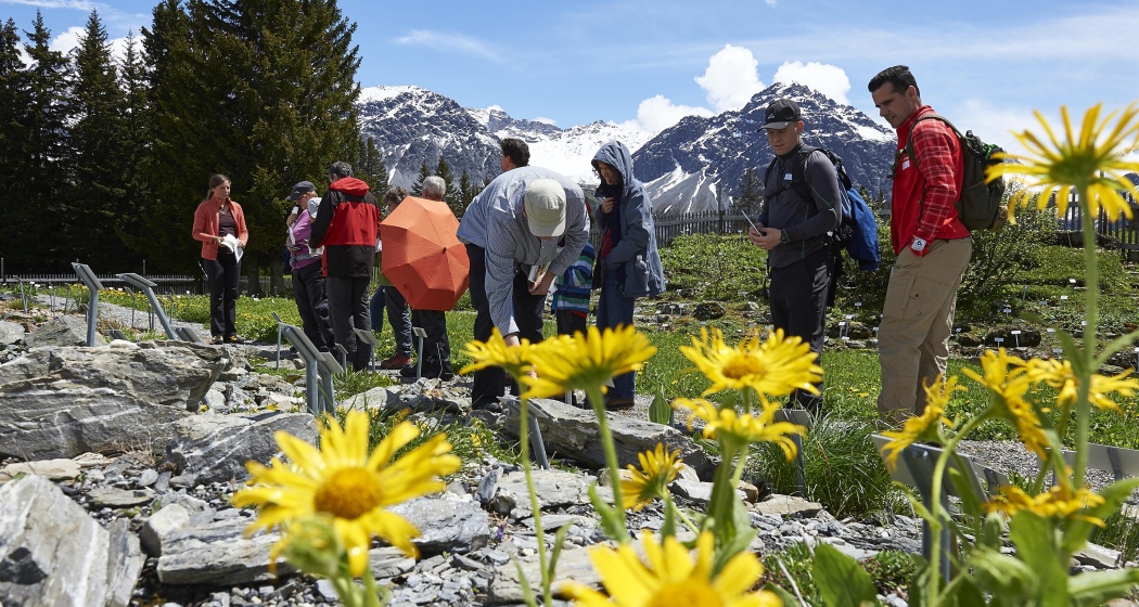 ArosaAkademie «Neue Braugerstensorte» Alpengarten (gdl_863984837_image) ArosaAkademie «Neue Braugerstensorte» Alpengarten (gdl_863984837_image)