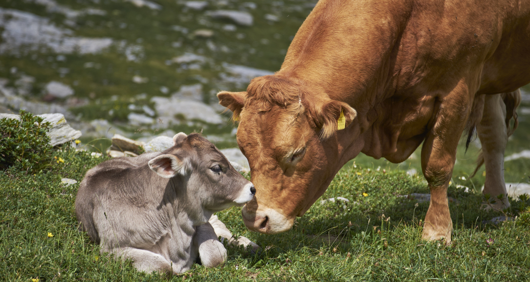 Klimagipfel für Landwirtschaft und Esskultur (gdl_895722145_image)