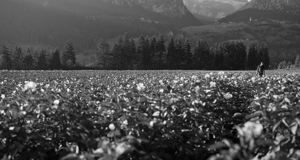 04-8_Bergkartoffelbluete