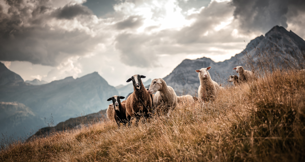 Hofladen Bio Yak Hof Heinz
