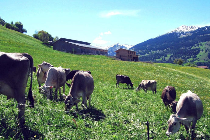 Die Kühe geniessen die Wiesen unterhalb vom Biohof