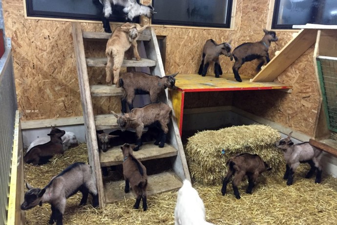 Regionale Produkte Geiss- Pur Pany (oua_25107524_image)