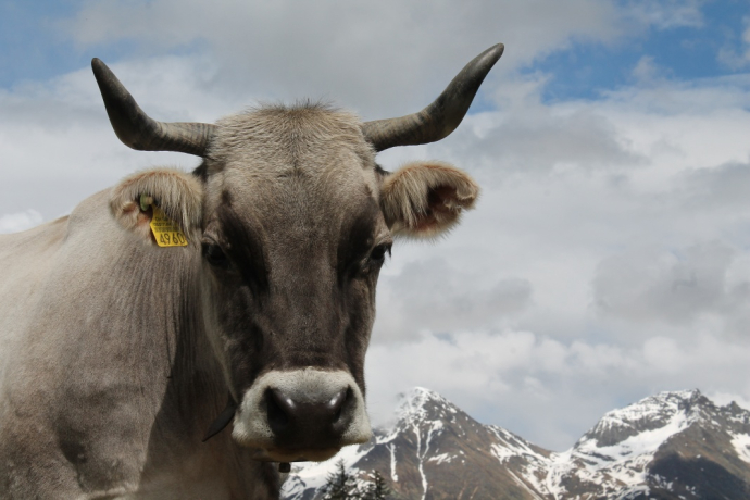 Biohof Edi & Silvia Hess (oua_26619151_image)