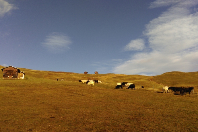 Casaulta's Galloway, Lumbrein (oua_36696626_image)
