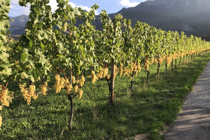 Luzi Boner Bio-Weinbau und Brennerei (ctd_8b40c0df-6ed0-498c-9202-e90530816ef2_image) Luzi Boner Bio-Weinbau und Brennerei (ctd_8b40c0df-6ed0-498c-9202-e90530816ef2_image)