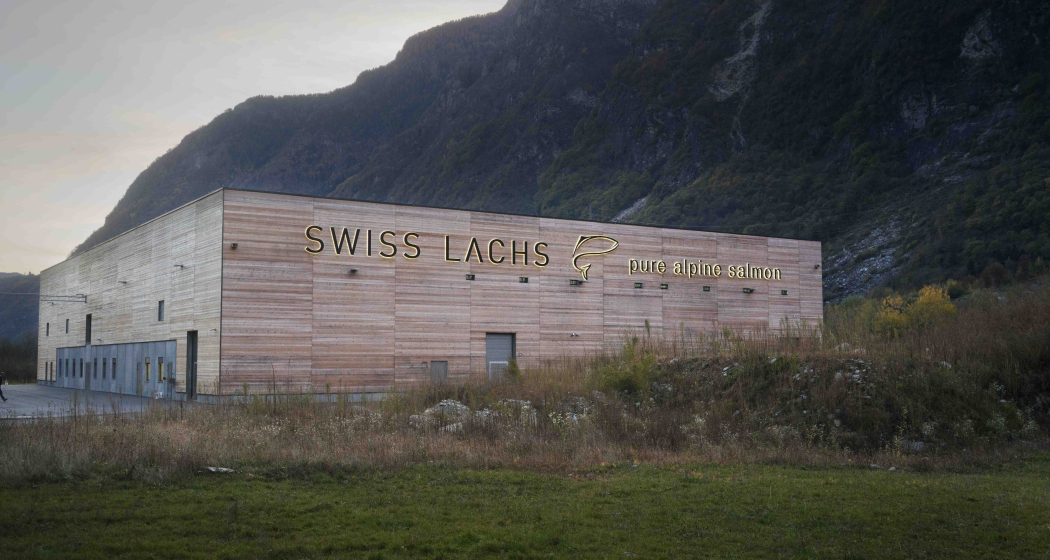 Swiss Lachs