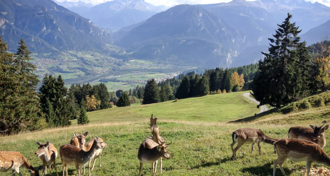 Damhirsche