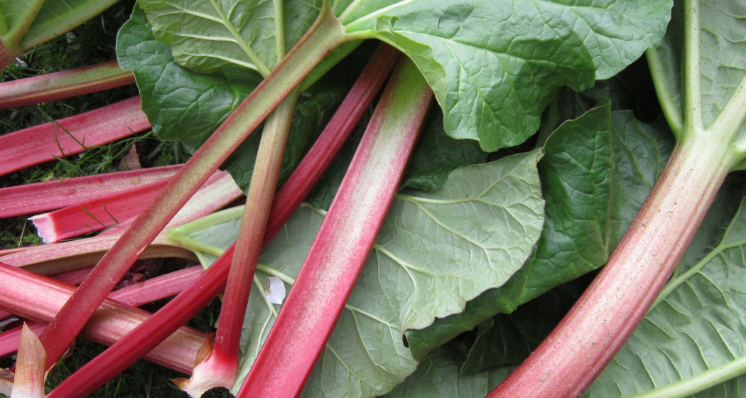 Rhabarber