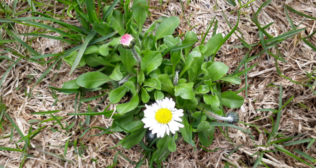 gaenseblume