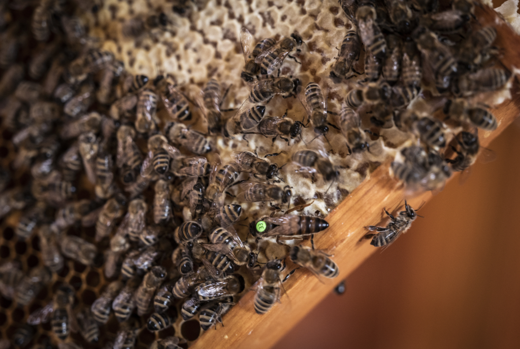Berghonig: Als Schlussbouquet die Alpenrosen | graubündenVIVA