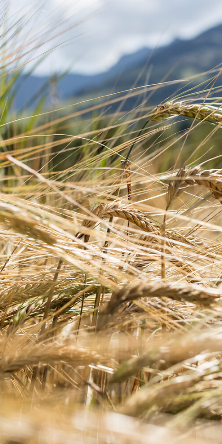 Landschaft