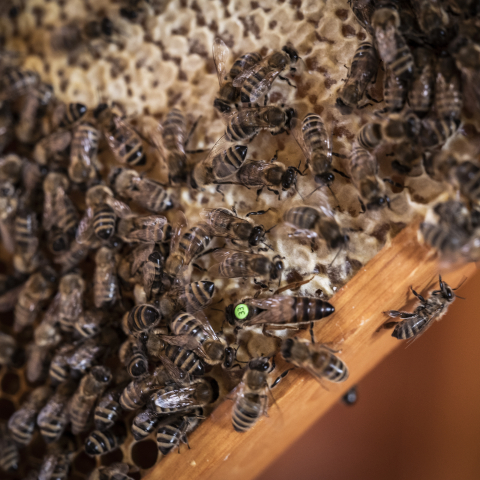 Bienen