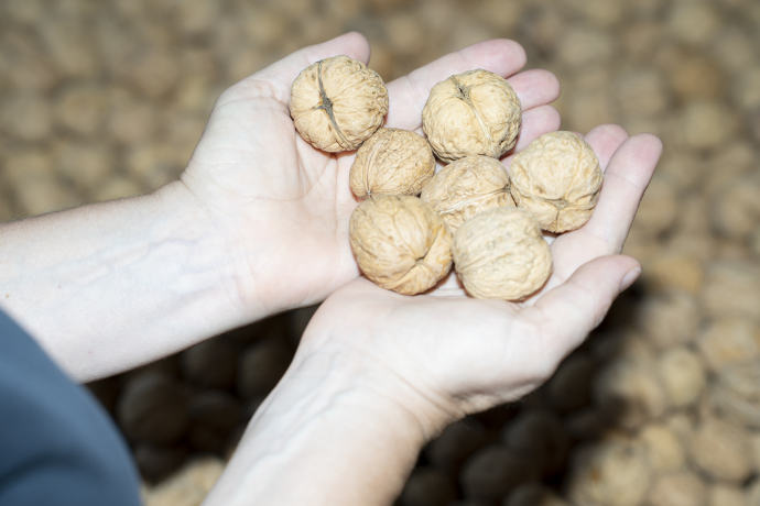 Nüsse in den Händen
