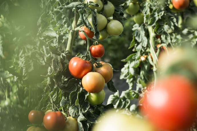 Tomaten