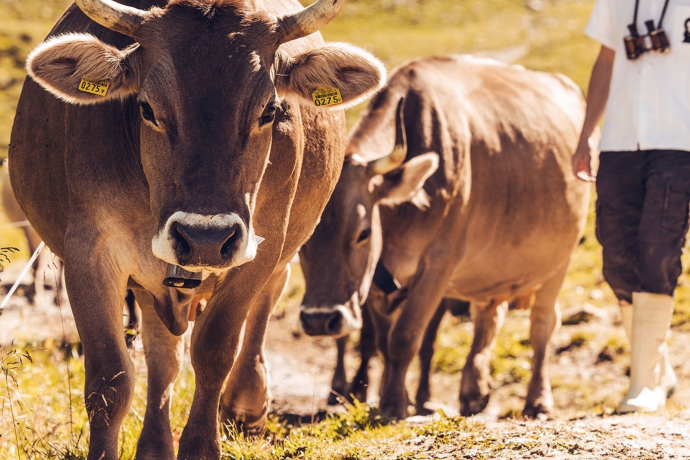 Adrian Hirt mit den Kühen auf dem Weg in den Stall Adrian Hirt mit den Kühen auf dem Weg in den Stall