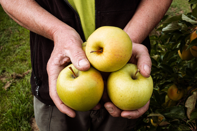Golden Delicious