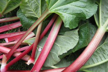 Rhabarber