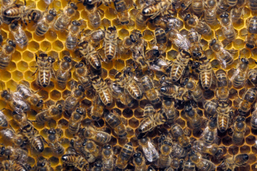 Honigbienen
