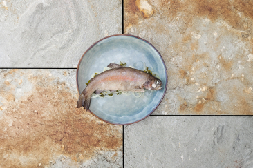 Forelle blau